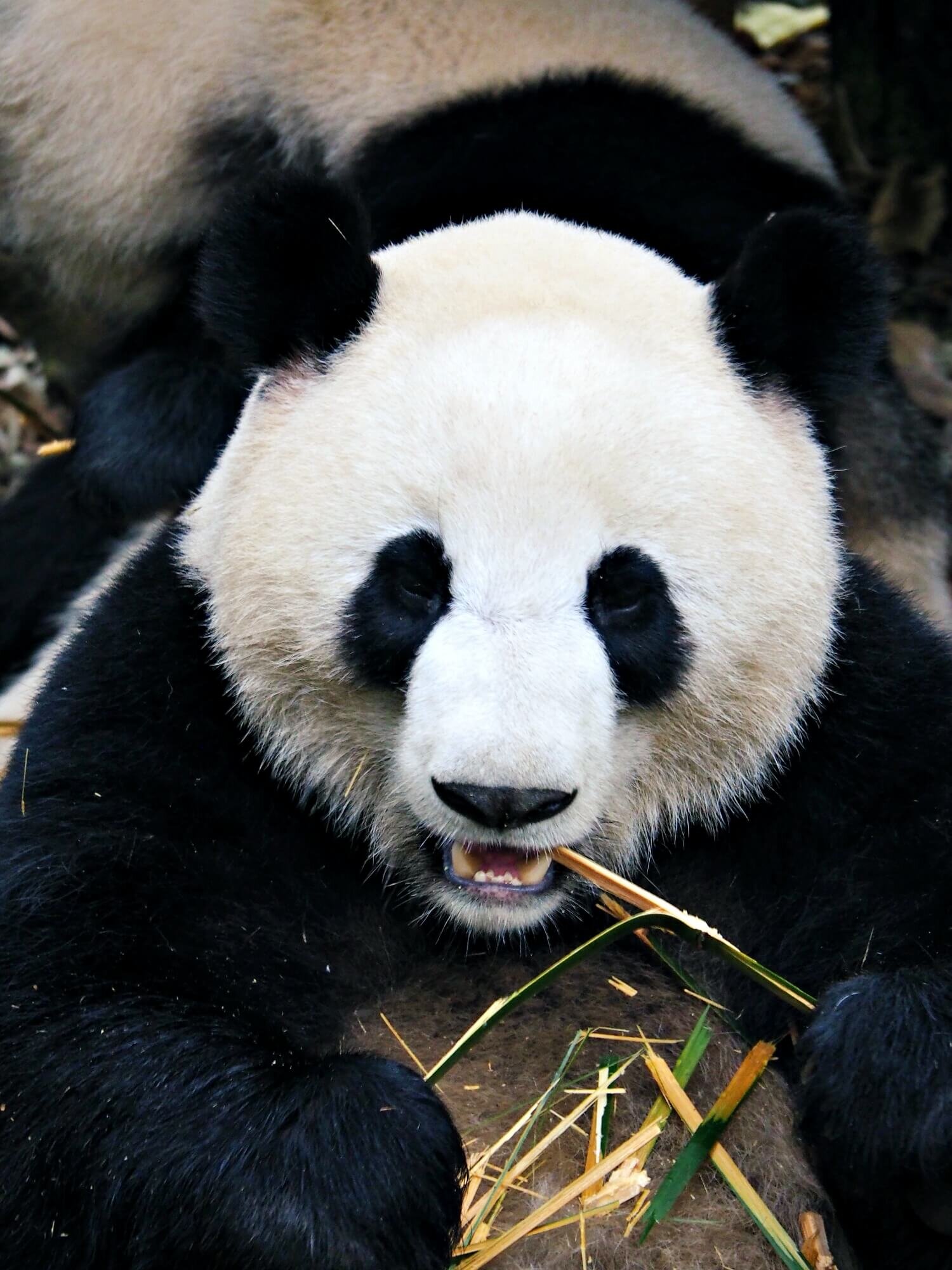 Chengdu — Panda city